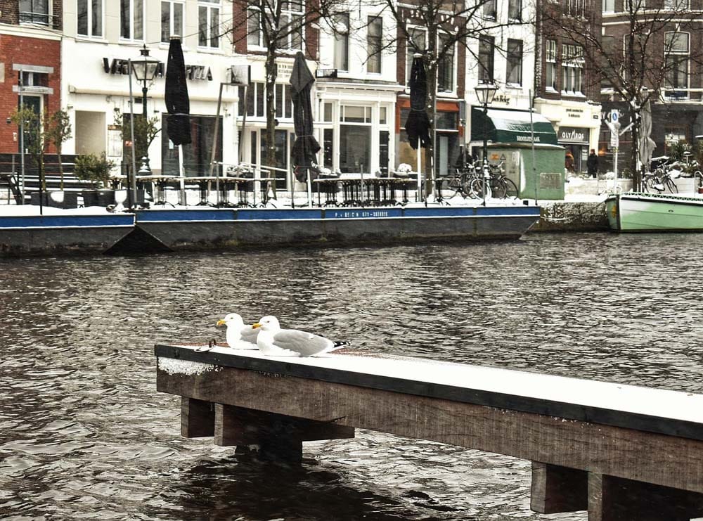Beestenmarkt Leiden gids