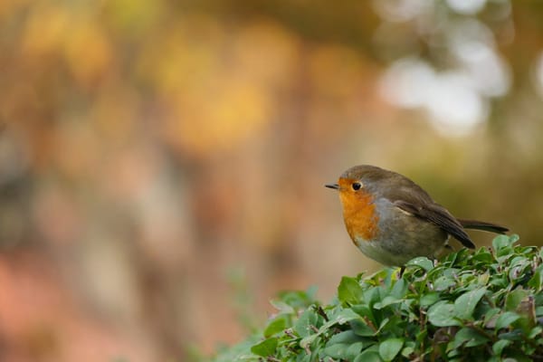 Domburg kustplaatsen